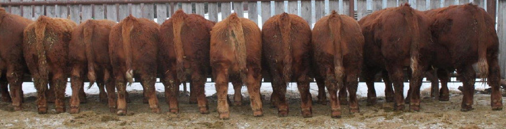 riverbank_farms_bulls_for_sale1001014.jpg